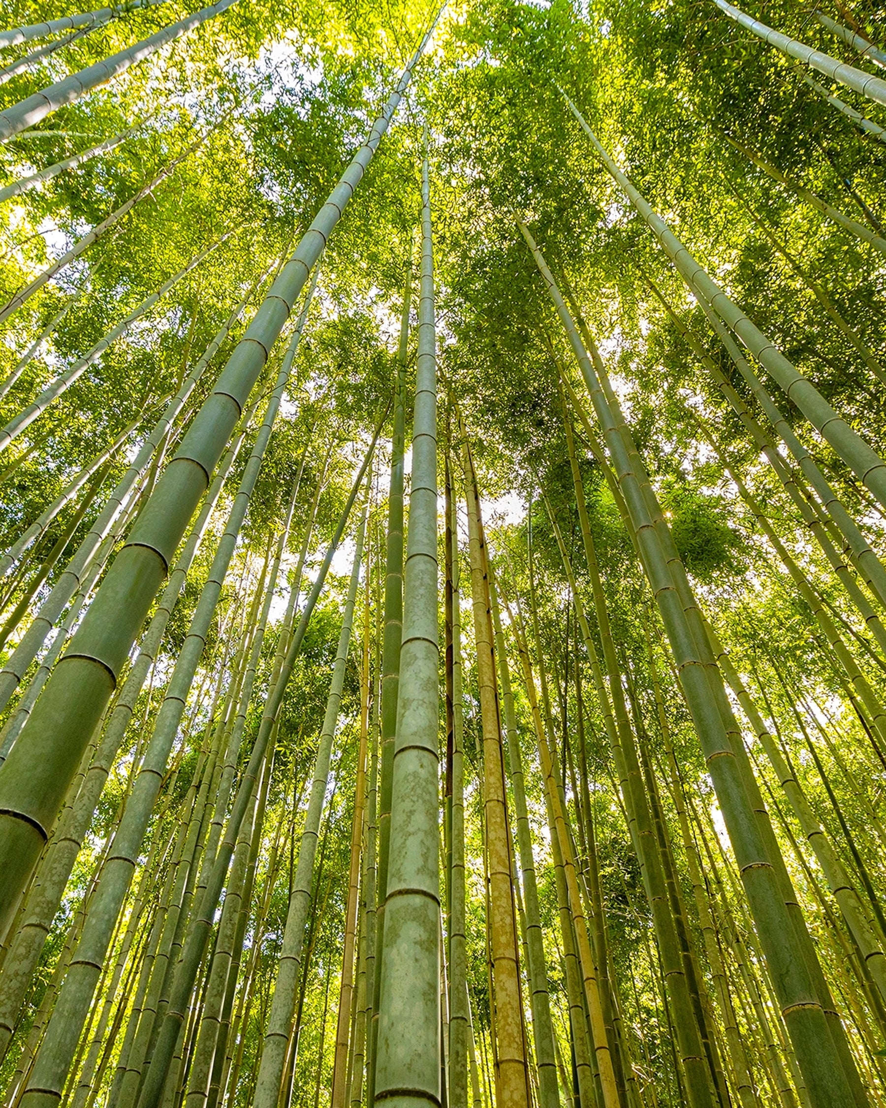 Bamboo Benefits - Naturally Better Fabric